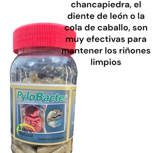 PyloBacter